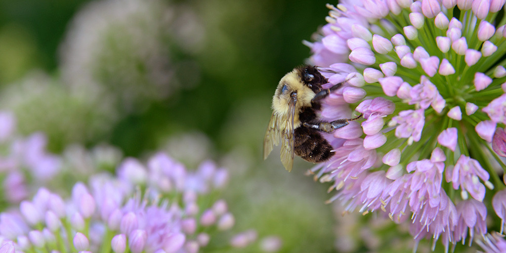National Pollinators Month