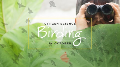 Birding-cover-1